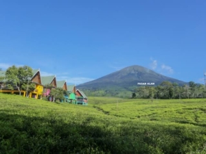 Pasca Erupsi, Gunung Dempo Tumbuh Lebih Tinggi